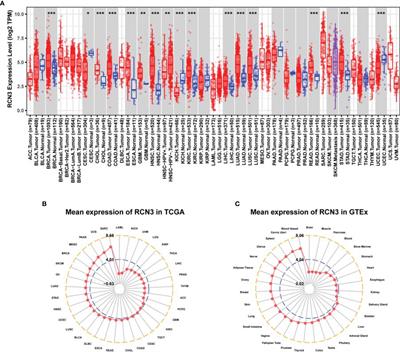 Pan-Cancer Analysis of the Oncogenic and Immunological Role of RCN3: A Potential Biomarker for Prognosis and Immunotherapy